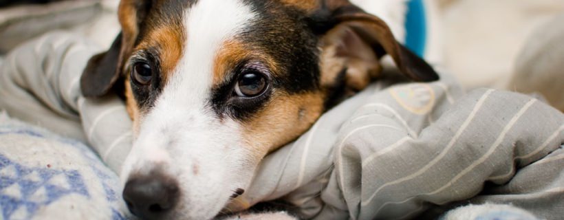 È naturale condividere il letto con il cane?
