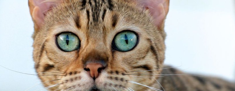 Le 5 Cose che sappiamo dei Gatti grazie alla Scienza