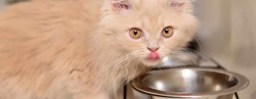 Guida alla corretta alimentazione del tuo gattino