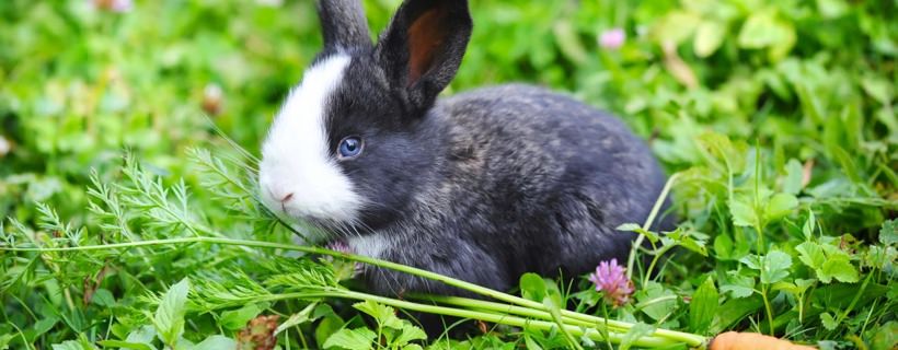Prendersi cura dei conigli: i fatti in breve