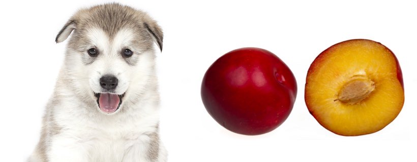I cani possono mangiare le prugne?