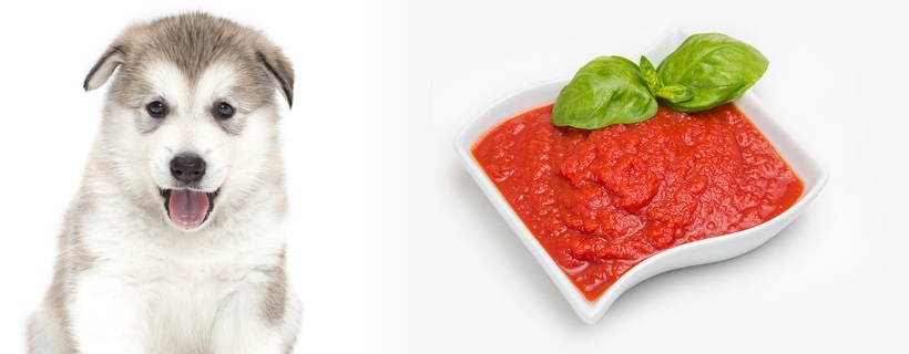 I cani possono mangiare la salsa di pomodoro?