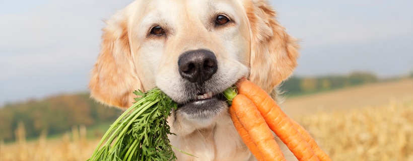 La Verit&agrave; riguardo le Diete Vegetariane per Cani