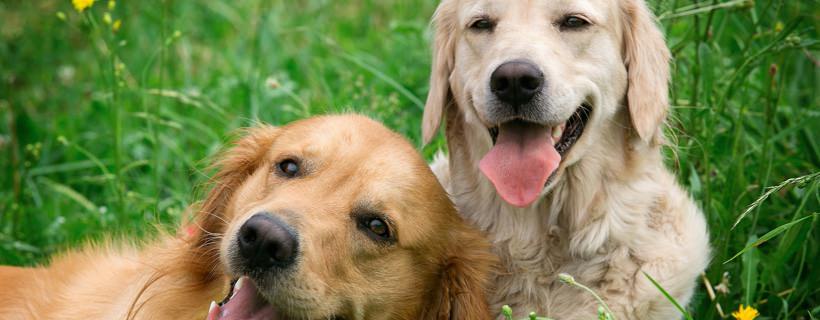 8 rimedi casalinghi contro le pulci nei cani