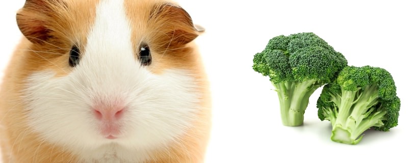I porcellini d'india possono mangiare i broccoli?