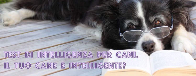 Test di Intelligenza per Cani: Il tuo cane è intelligente?