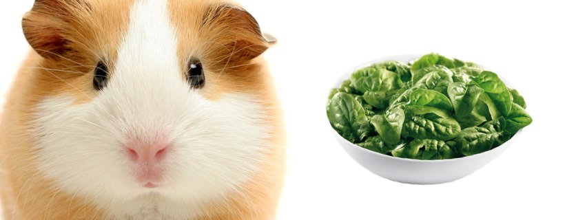 I porcellini d'india possono mangiare gli spinaci?
