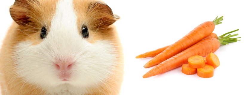 I porcellini d'india possono mangiare le carote?