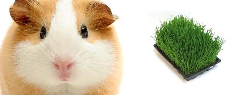 I porcellini d'india possono mangiare l'erba?