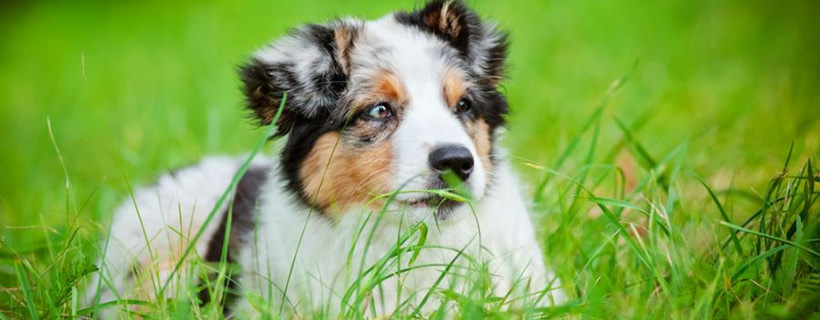 Perché i cani mangiano erba?