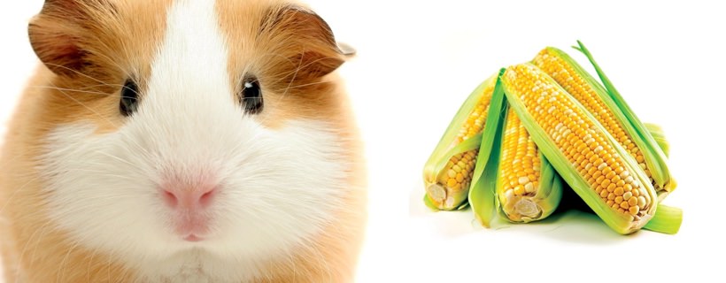 I porcellini d'india possono mangiare il mais?