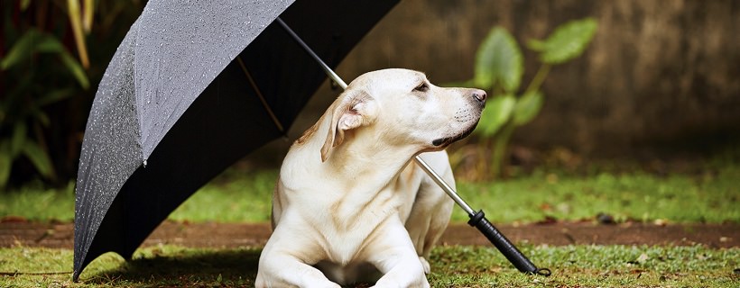 Cosa fare se il vostro cane si rifiuta di andare a fare i suoi bisogni sotto la pioggia