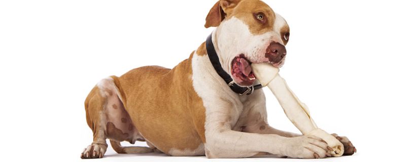 Ossa di pelle per cani: &egrave; sicura o fa male ai cani?