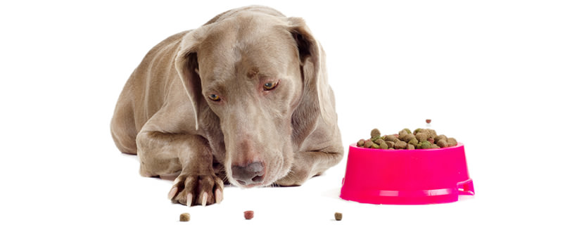 Cosa Fare Quando un Cane Smette di Mangiare