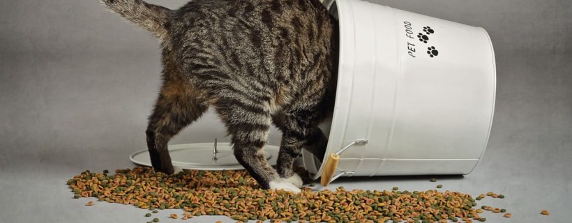 Cosa potete dare da mangiare ad un gatto se avete finito il suo cibo?