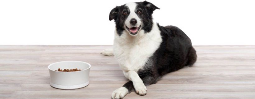 Cosa potete dare da mangiare al cane se avete finito il suo cibo?
