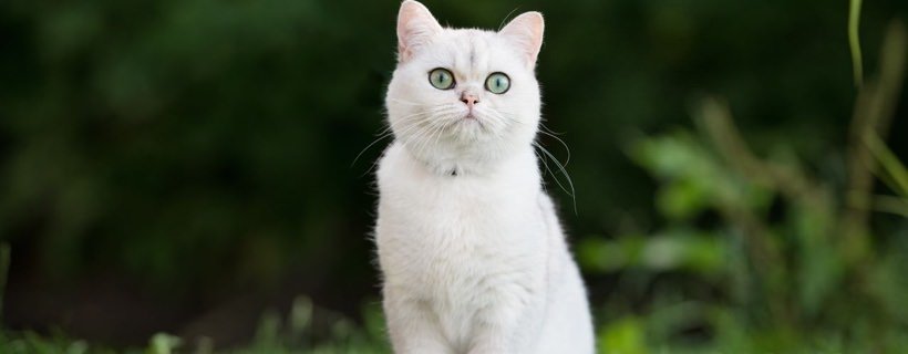 I gatti bianchi e le superstizioni