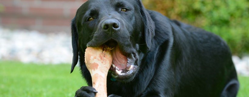 Opinioni veterinarie contro l’uso della dieta BARF per il vostro cane