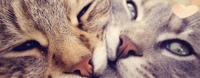 I gatti possono provare emozioni?