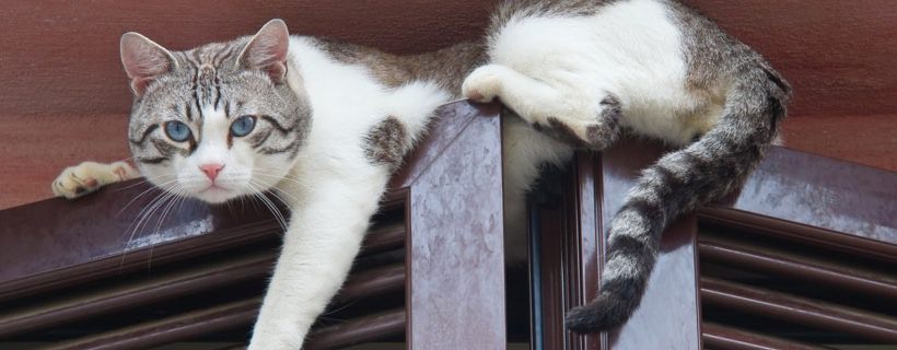 Perché ai Gatti piace stare in alto?