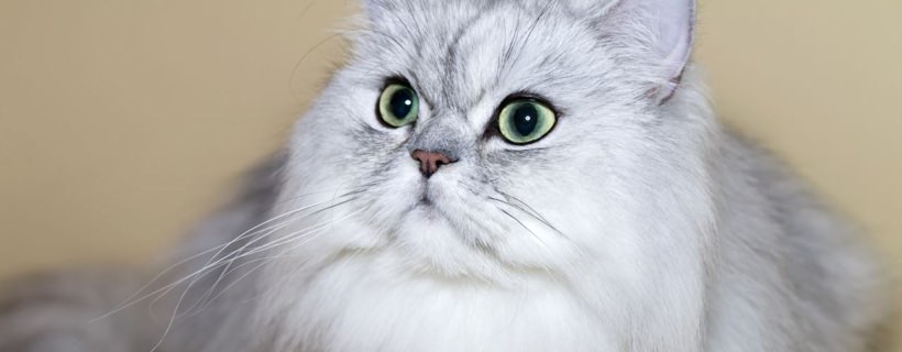 Problemi comuni della pelle per la razza dei Gatti Persiani