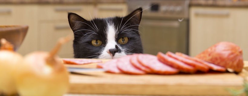 10 Errori comuni nell'alimentazione del Gatto