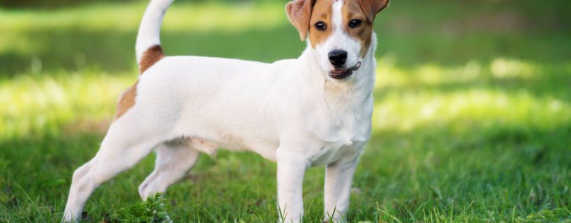 8 Curiosit&agrave; sul Jack Russell Terrier