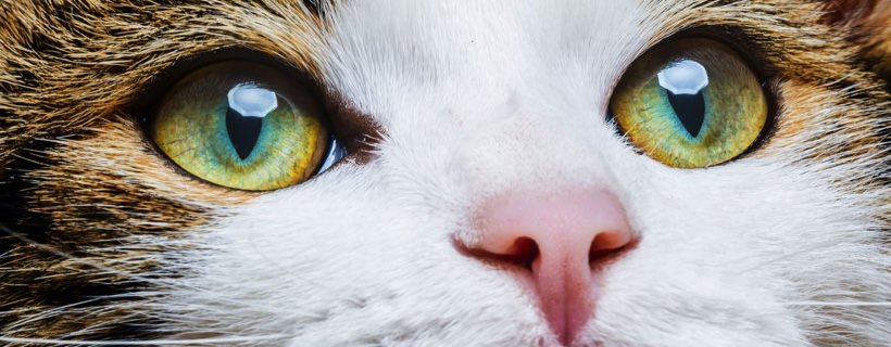 Perché gli Occhi dei Gatti si Illuminano al Buio?
