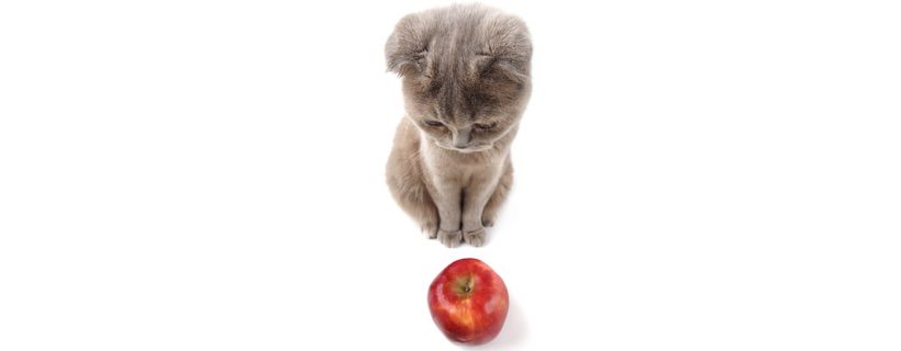 I gatti possono mangiare le mele?