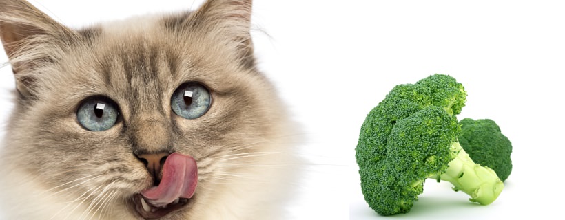 I gatti possono mangiare i broccoli?