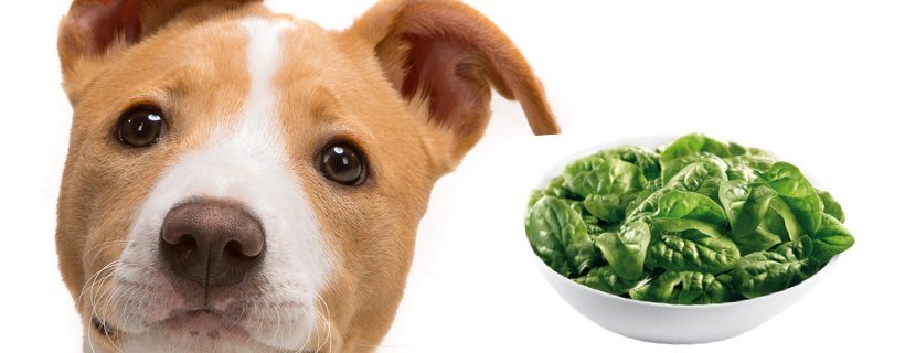 I cani possono mangiare gli spinaci?