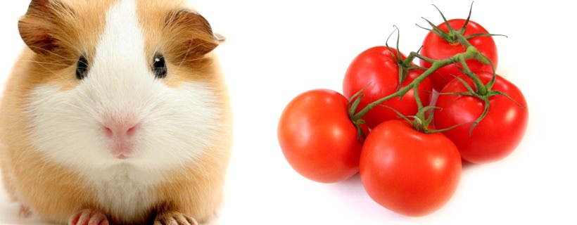 I porcellini d’india possono mangiare i pomodori?