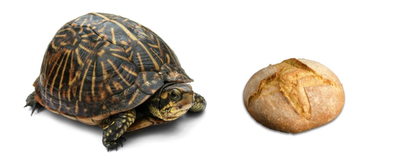 Le tartarughe possono mangiare il pane?