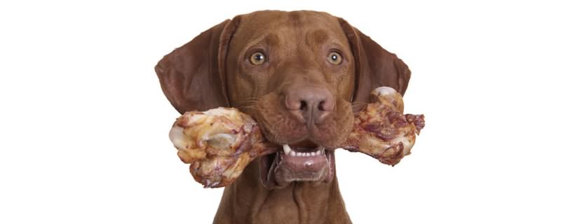 I Cani Possono Mangiare Ossa di Agnello?