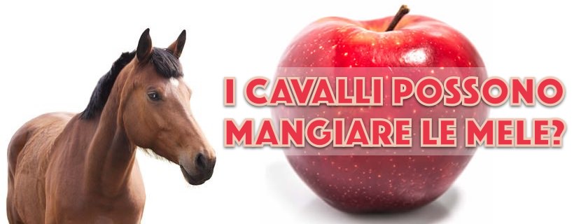I cavalli possono mangiare le mele?