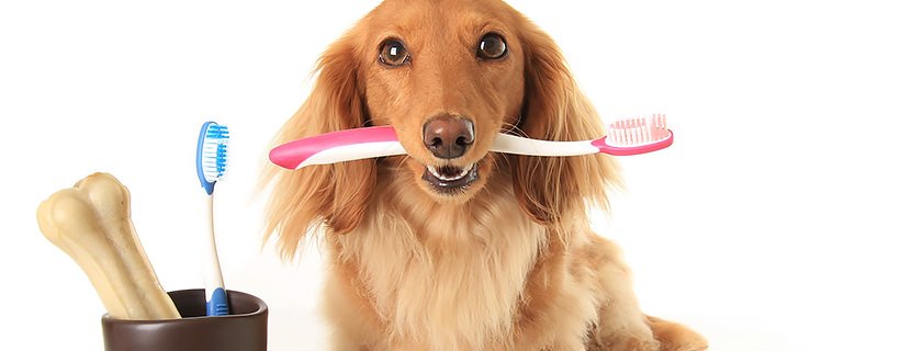Informazioni utili sulla pulizia dentale del vostro cane