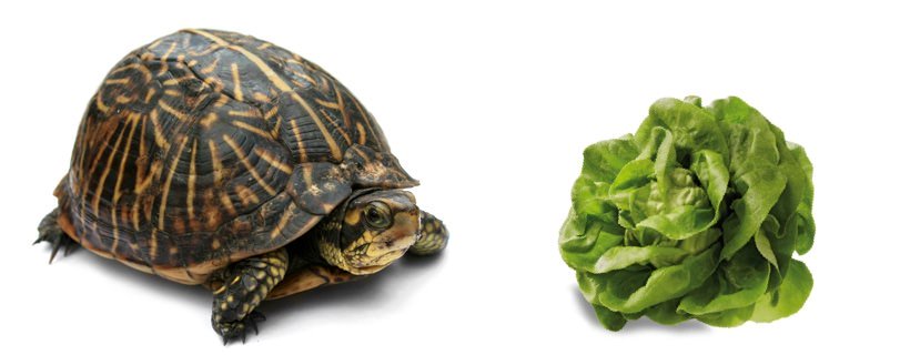 Le tartarughe possono mangiare la lattuga?
