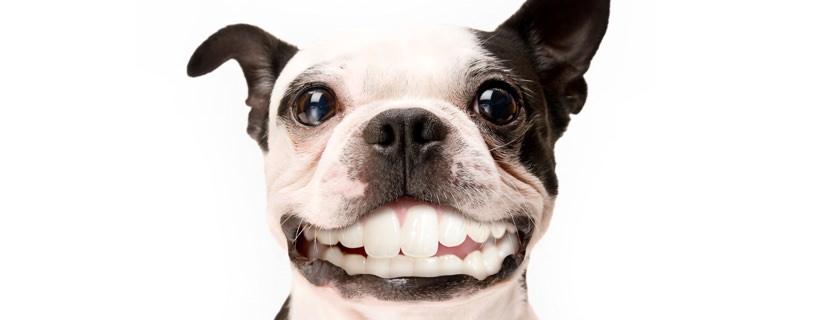 Le crocchette aiutano a mantenere i denti del cane in buone condizioni?