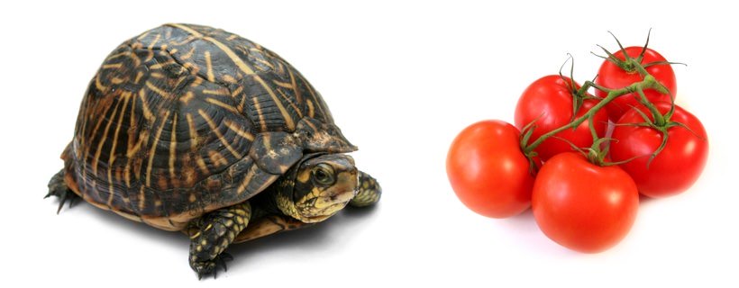Le tartarughe possono mangiare i pomodori?