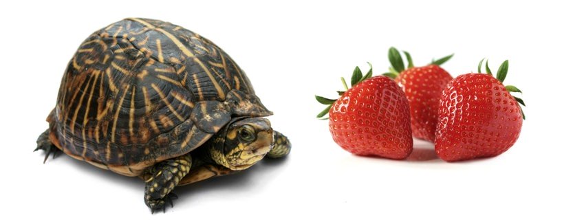 Le tartarughe possono mangiare le fragole?
