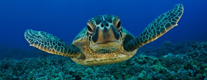 Le tartarughe possono sentire gli odori sott'acqua e sulla terraferma?