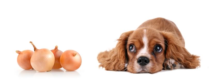 Il mio Cane può Mangiare le Cipolle?