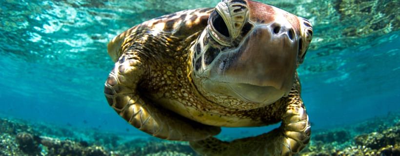 Quanto tempo possono vivere le tartarughe?