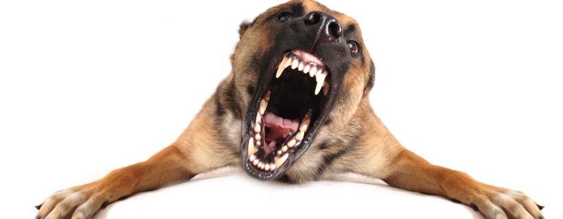 Si può davvero rieducare un cane aggressivo?