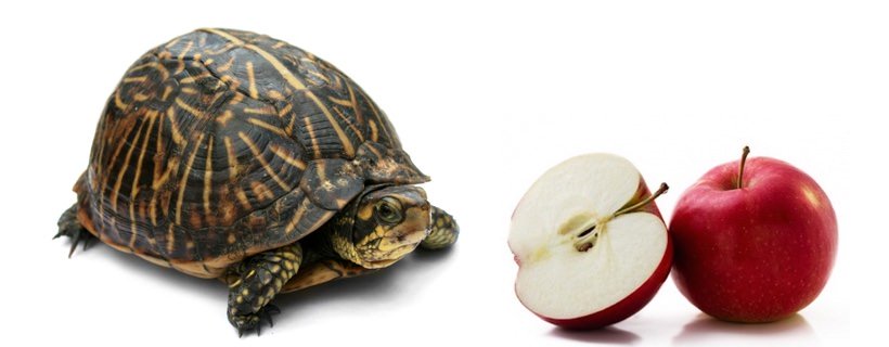 Le tartarughe possono mangiare le mele?