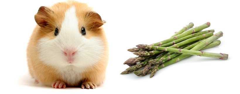 I porcellini d'india possono mangiare gli asparagi?