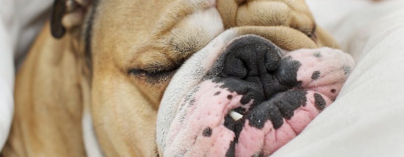 Cane che russa? L’alimentazione del tuo cane influisce sul russare?