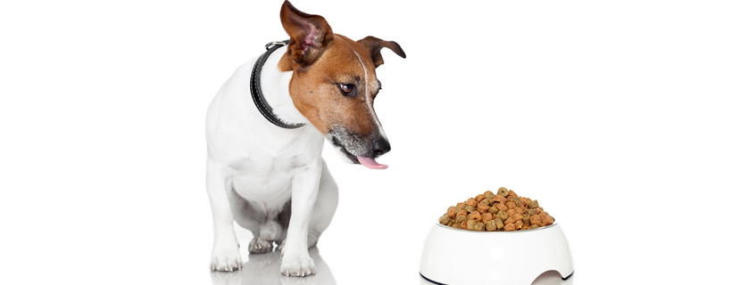 Come rendere il cibo secco pi&ugrave; appetibile per il vostro cane