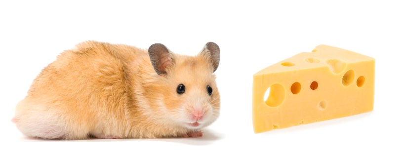 I criceti possono mangiare formaggio?