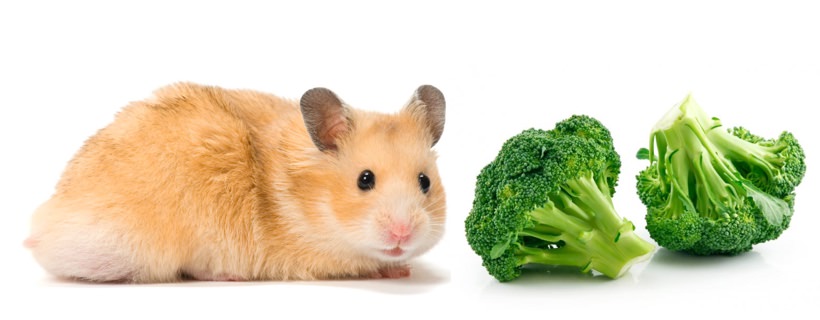 I criceti possono mangiare i broccoli: crudi o cotti?